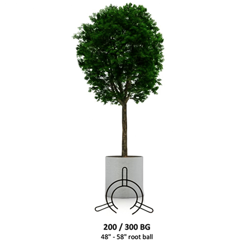 CAD Drawings Tree Stake Solutions LLC 200 BG Root Ball